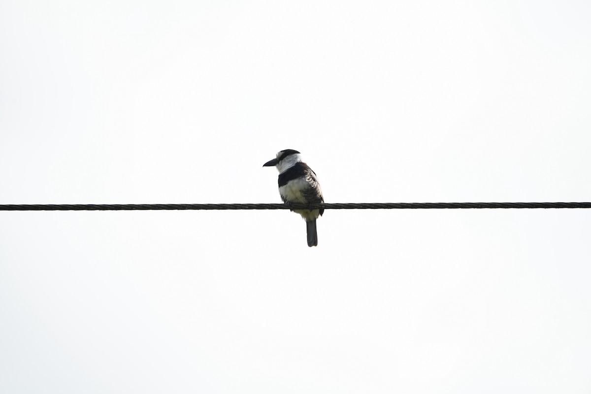 White-necked Puffbird - ML650068375