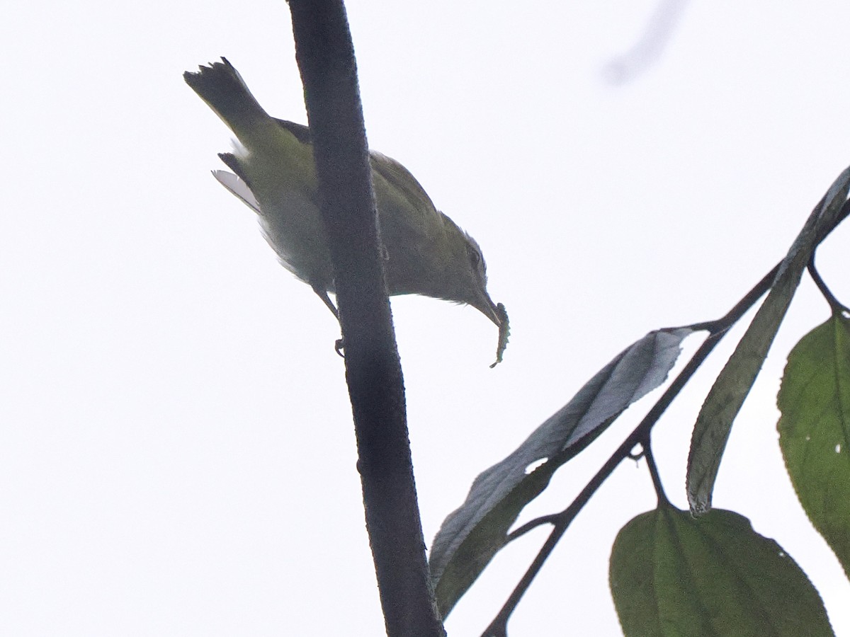 Chivi Vireo (resident) - ML650068425