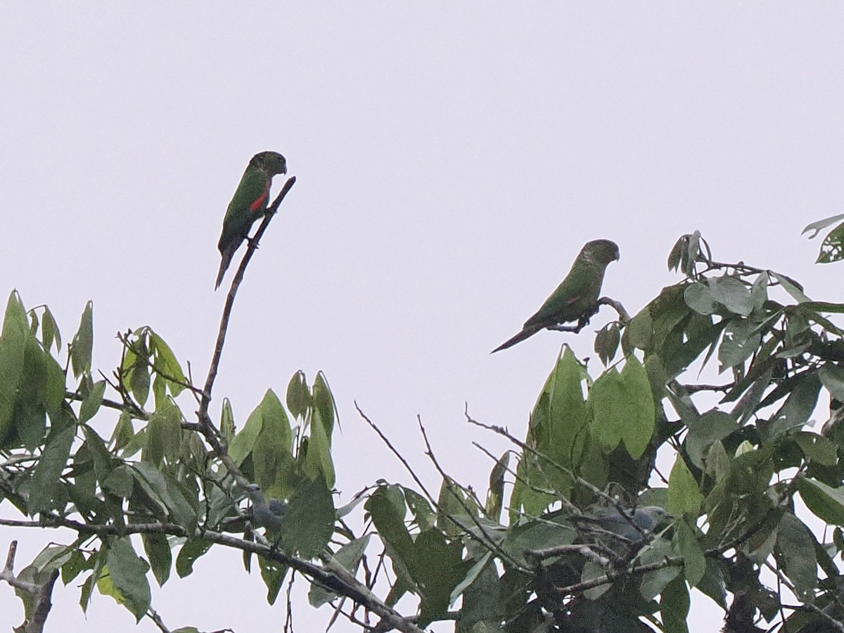 Maroon-tailed Parakeet (Choco) - ML650068469