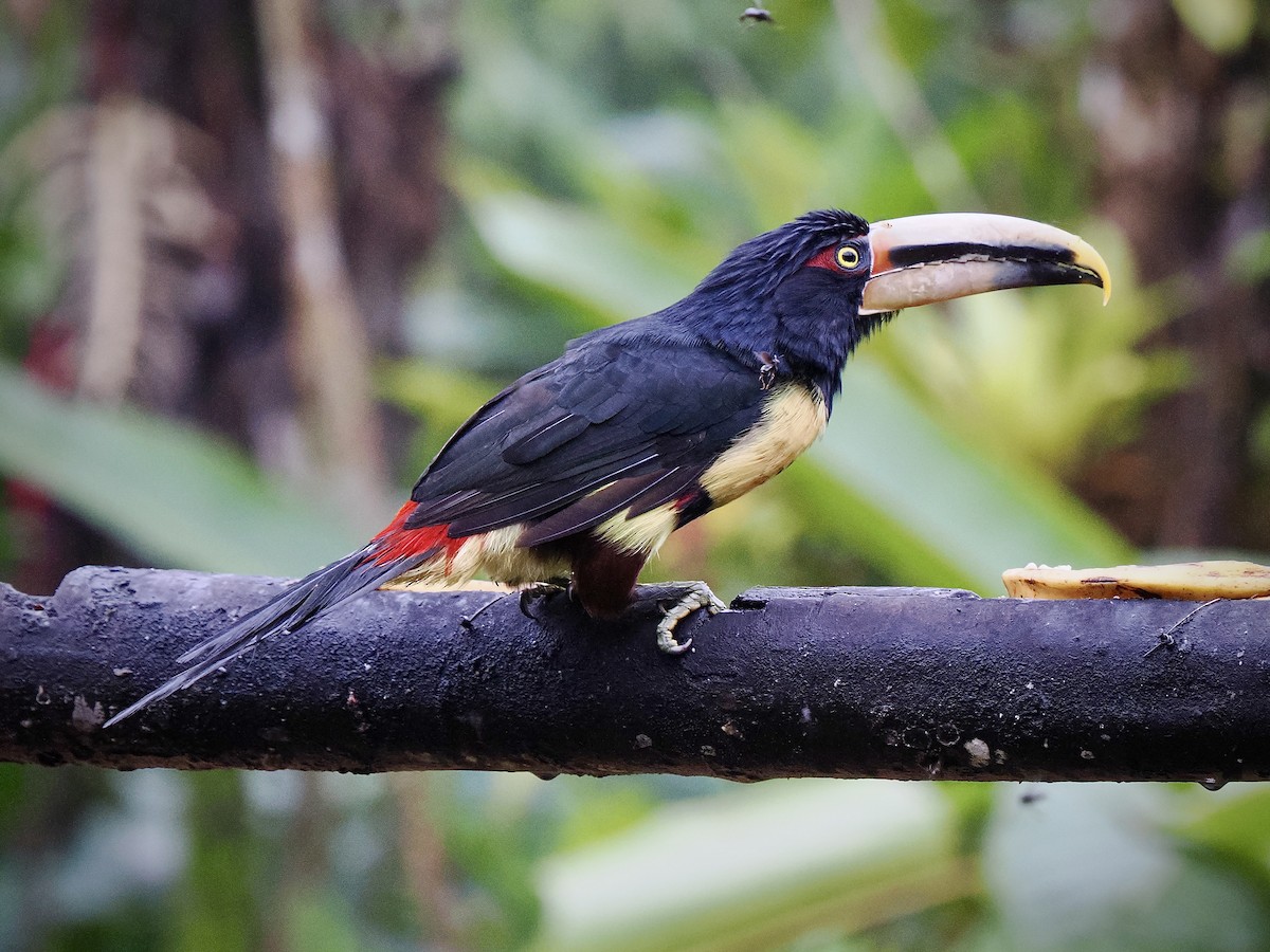 Pale-mandibled Aracari (Pale-billed) - ML650068615