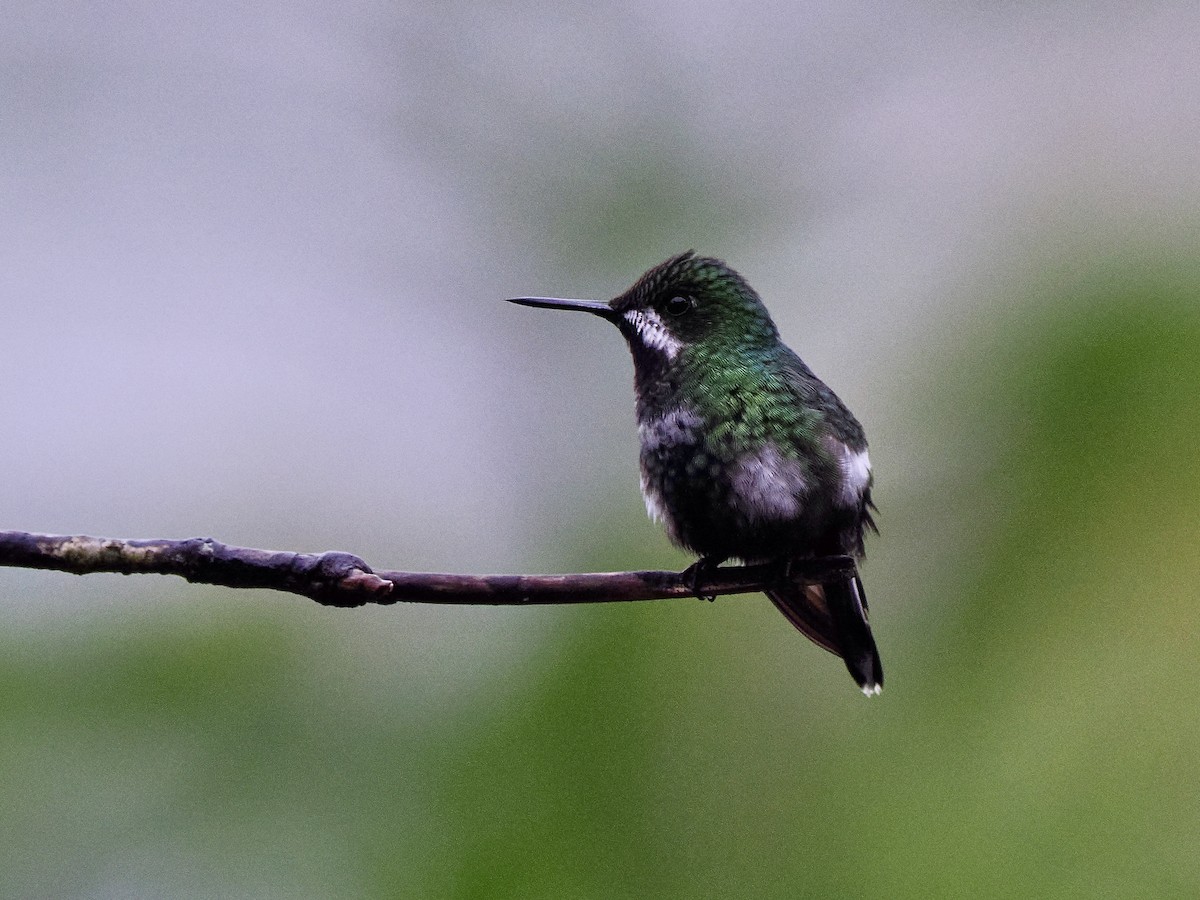 Green Thorntail - ML650068768