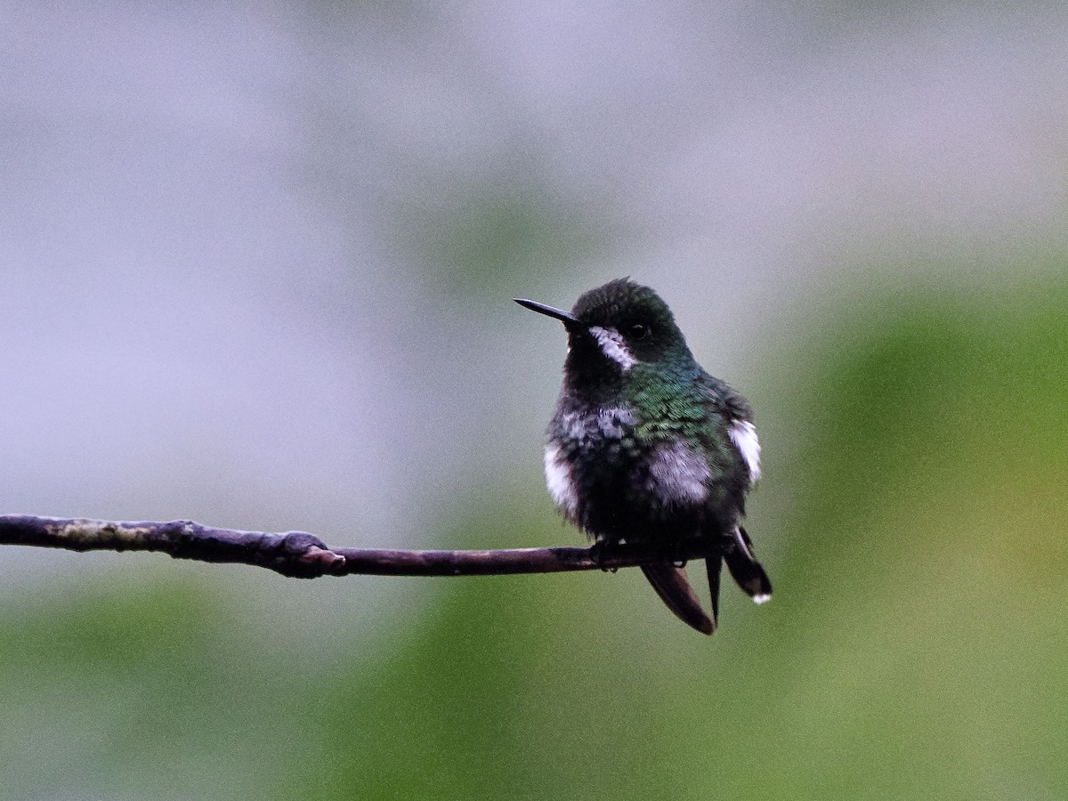 Green Thorntail - ML650068769