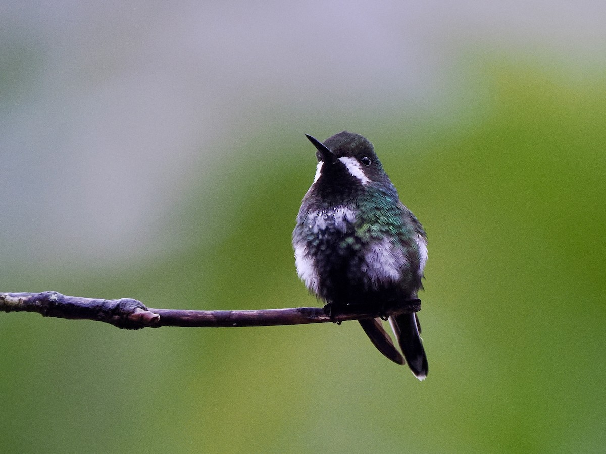 Green Thorntail - ML650068817