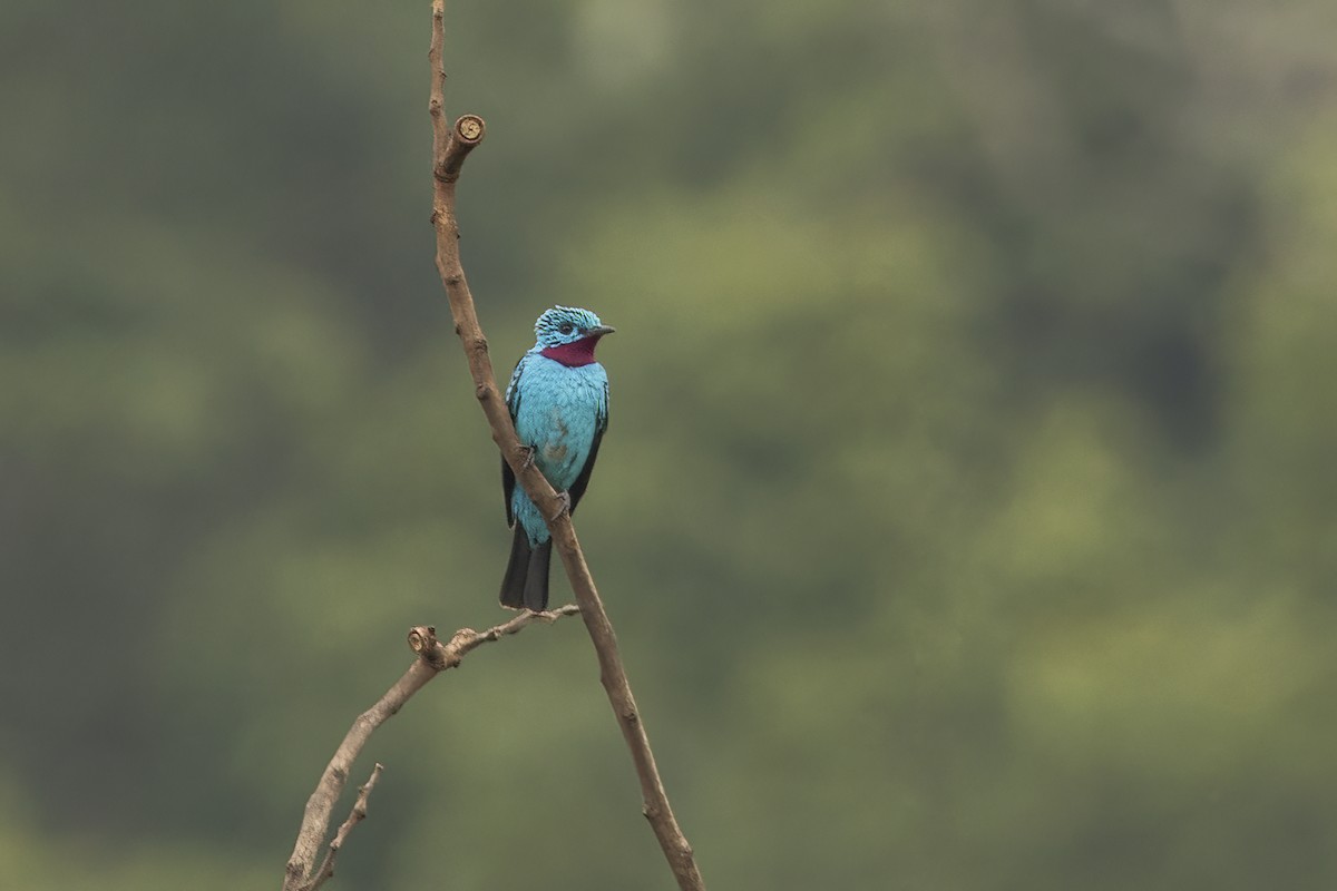 Голубая котинга - ML650068826