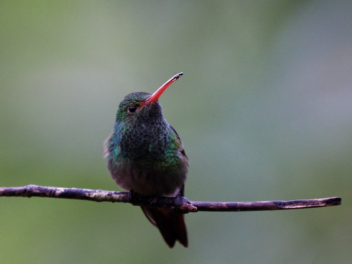 Rufous-tailed Hummingbird (Rufous-tailed) - ML650069174