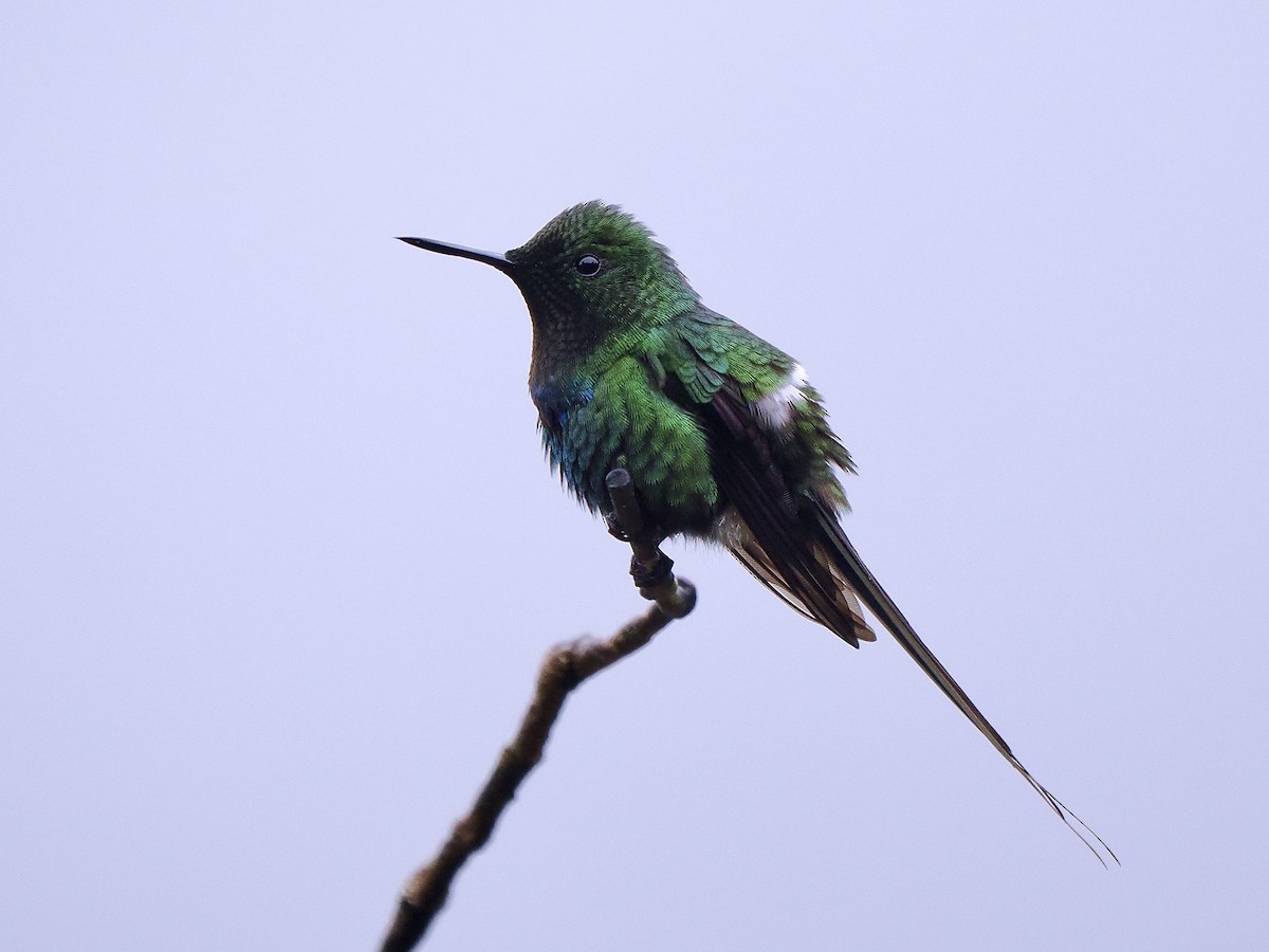 Green Thorntail - ML650069271