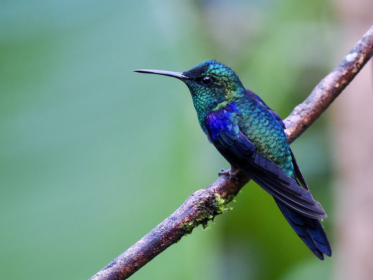 Crowned Woodnymph (Green-crowned) - ML650069303