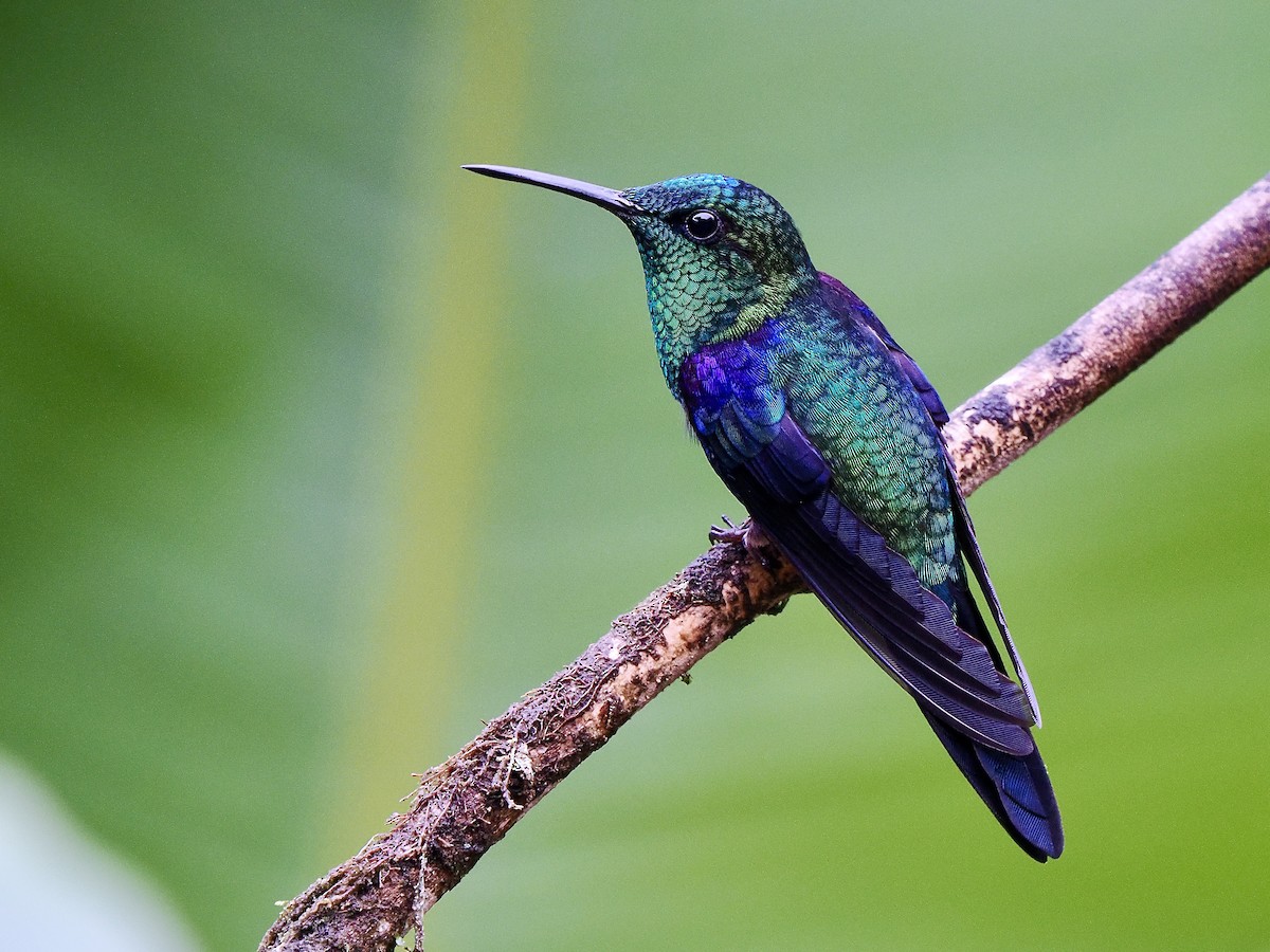 Crowned Woodnymph (Green-crowned) - ML650069335