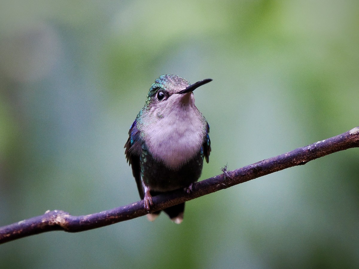 Crowned Woodnymph (Green-crowned) - ML650069395
