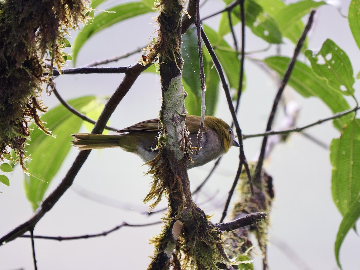 Yellow-throated Chlorospingus (Yellow-throated) - ML650069464