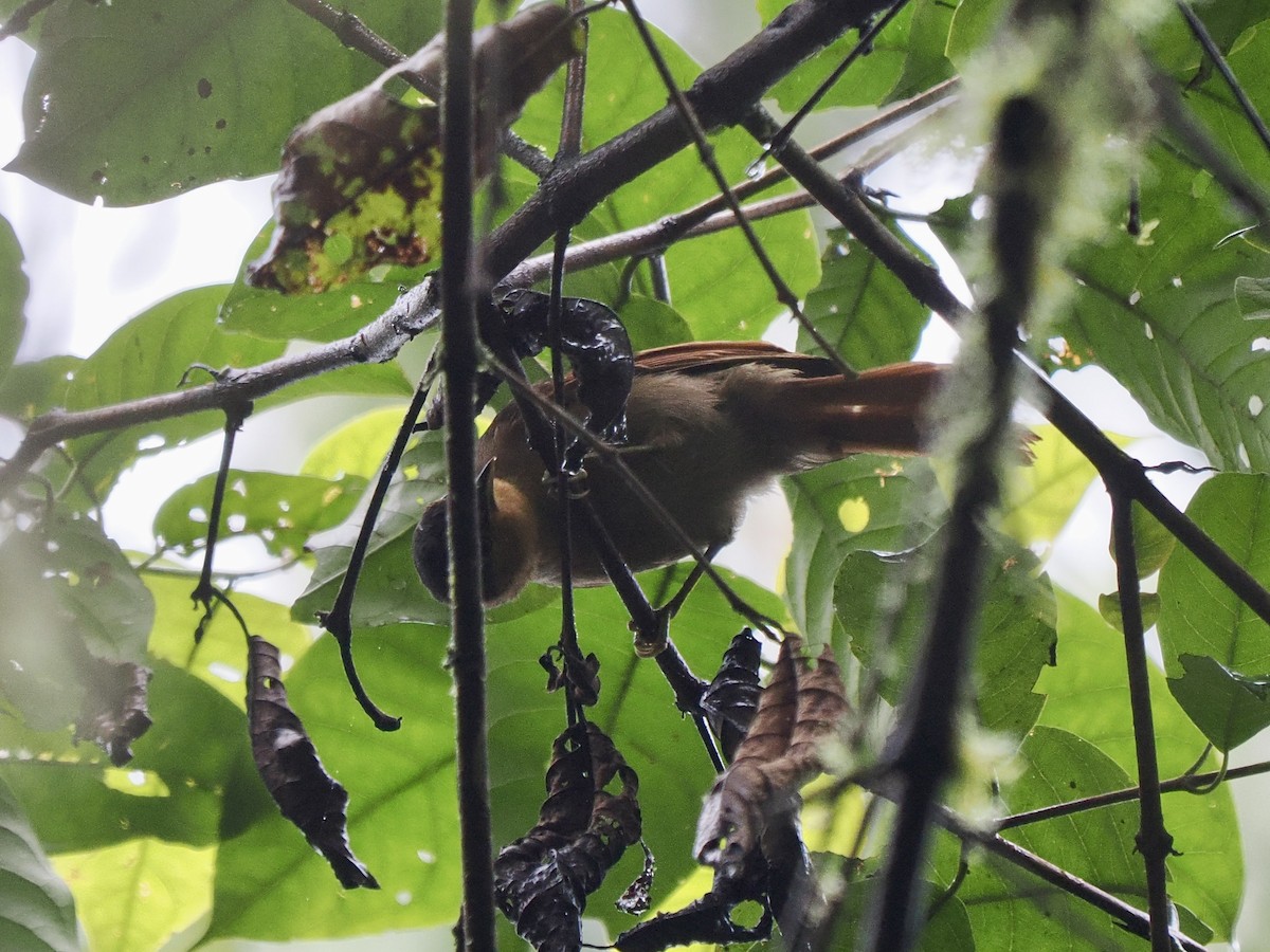 Buff-fronted Foliage-gleaner - ML650069549