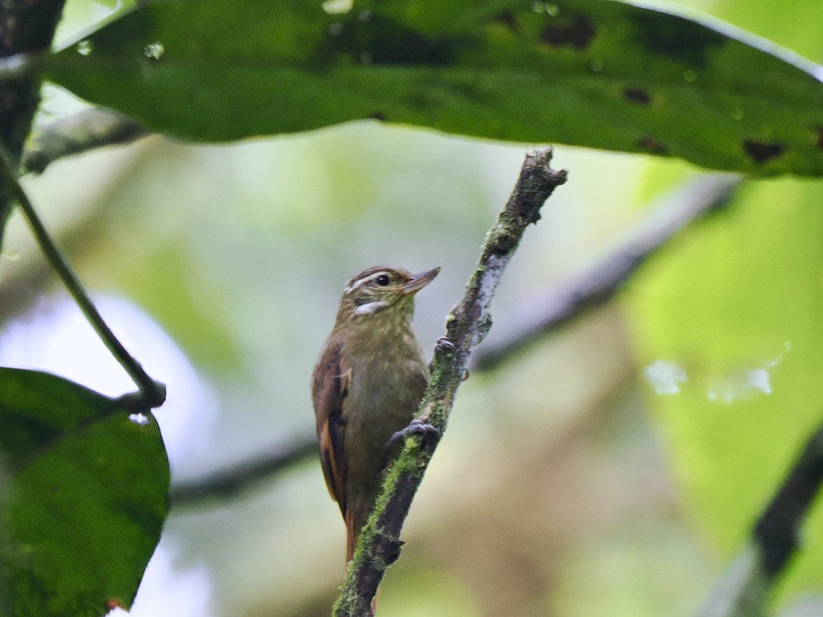 Northern Plain-Xenops - ML650069700