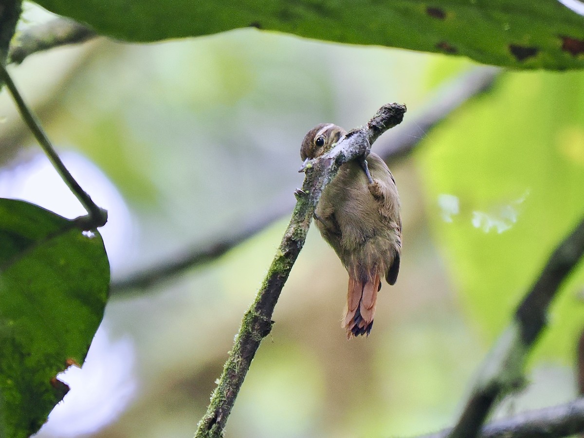 Northern Plain-Xenops - ML650069701