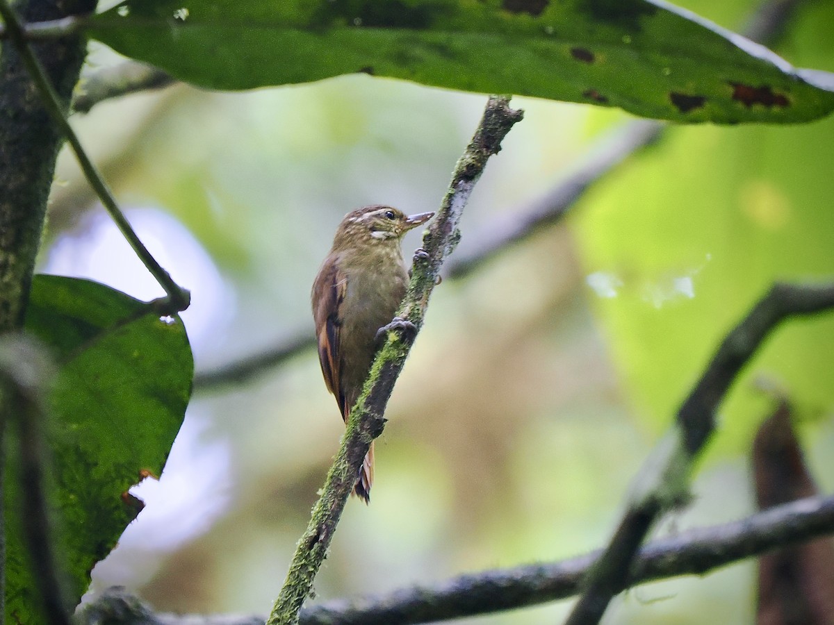 Northern Plain-Xenops - ML650069702