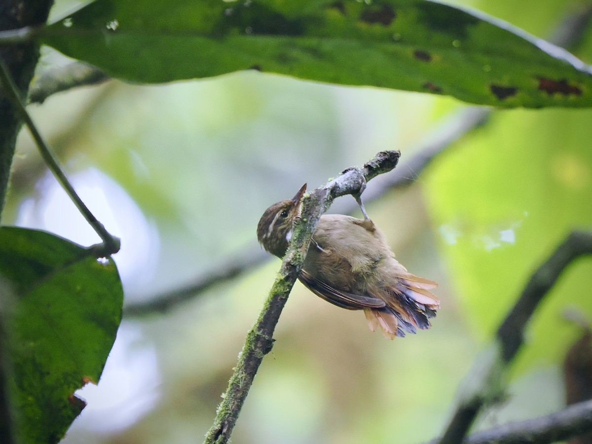 Northern Plain-Xenops - ML650069890