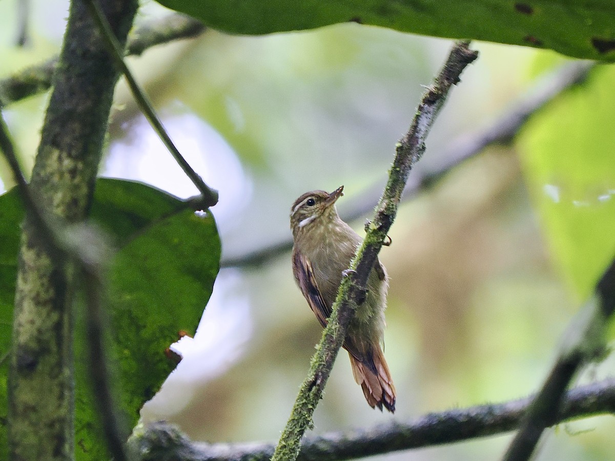 Northern Plain-Xenops - ML650069891