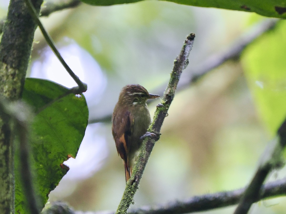 Northern Plain-Xenops - ML650069892