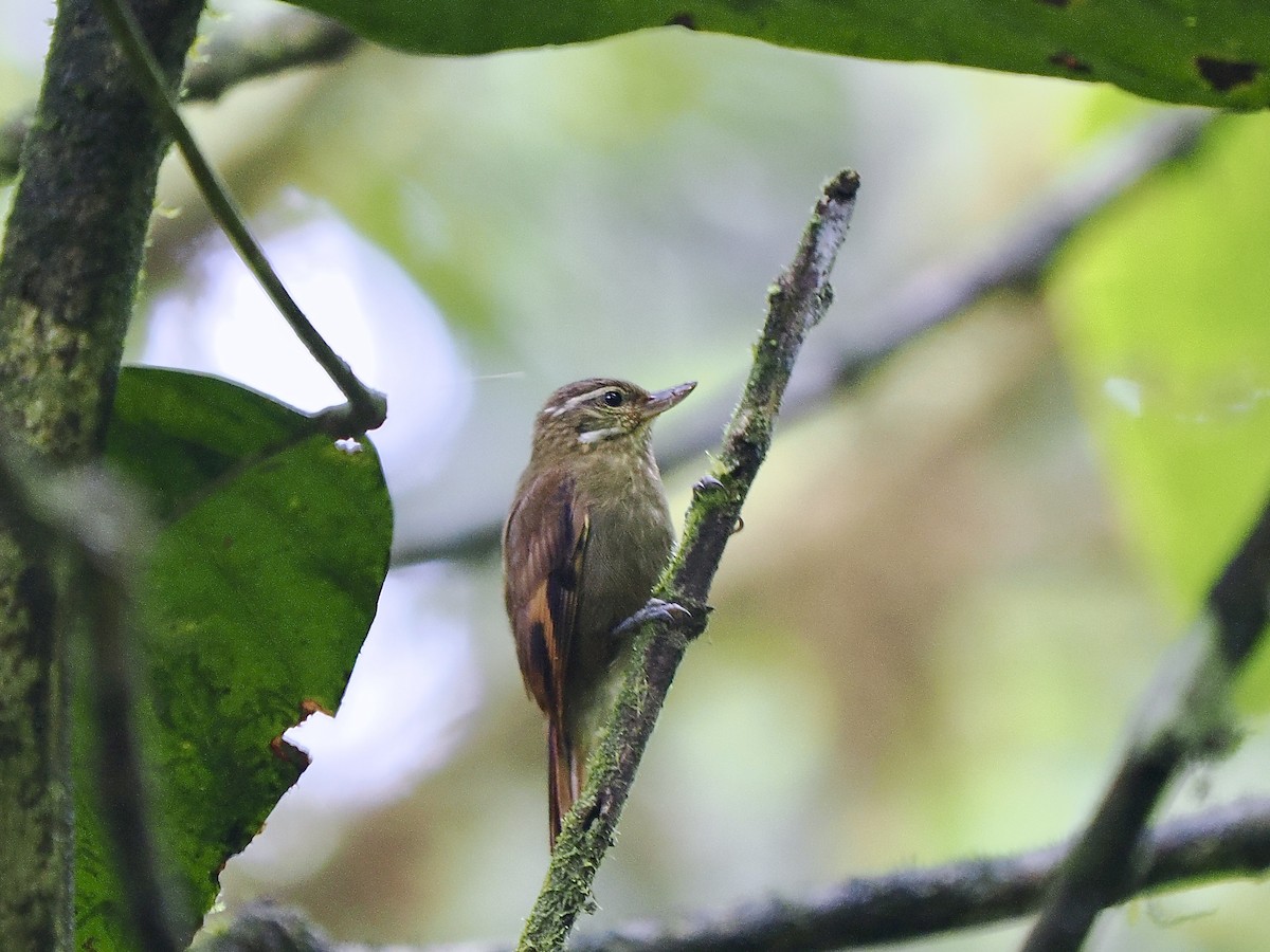 Northern Plain-Xenops - ML650069967