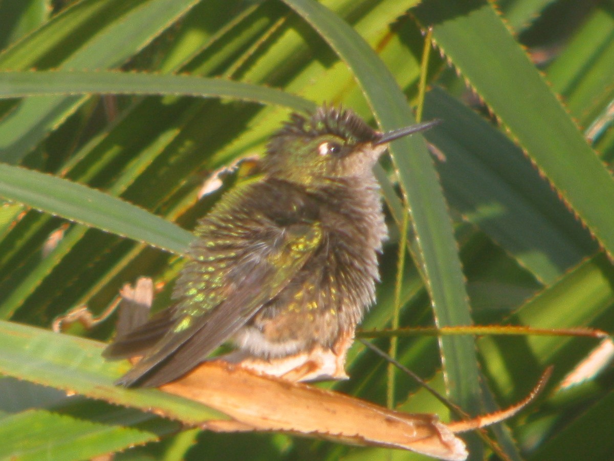 Green-backed Firecrown - ML650069975