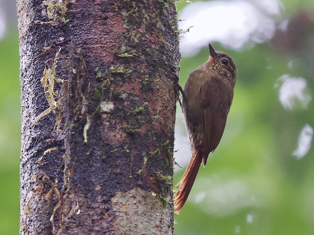 Wedge-billed Woodcreeper (pectoralis Group) - ML650069995