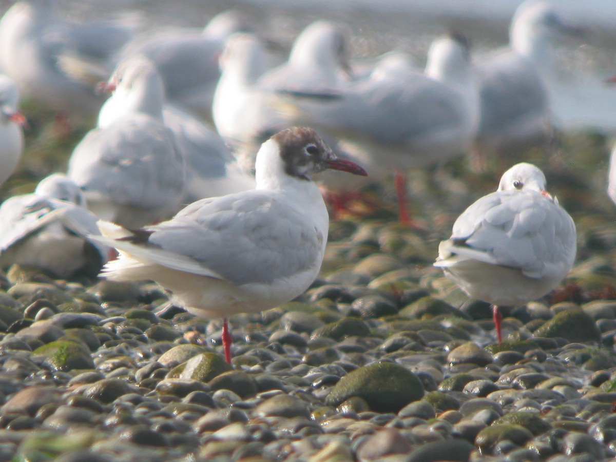 Brown-hooded Gull - ML650070021
