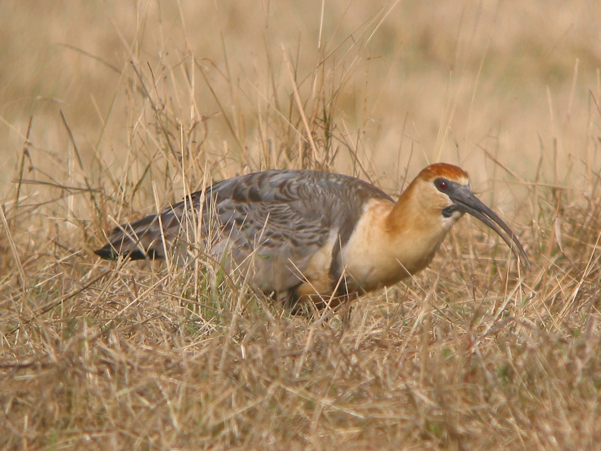 Black-faced Ibis - ML650070071