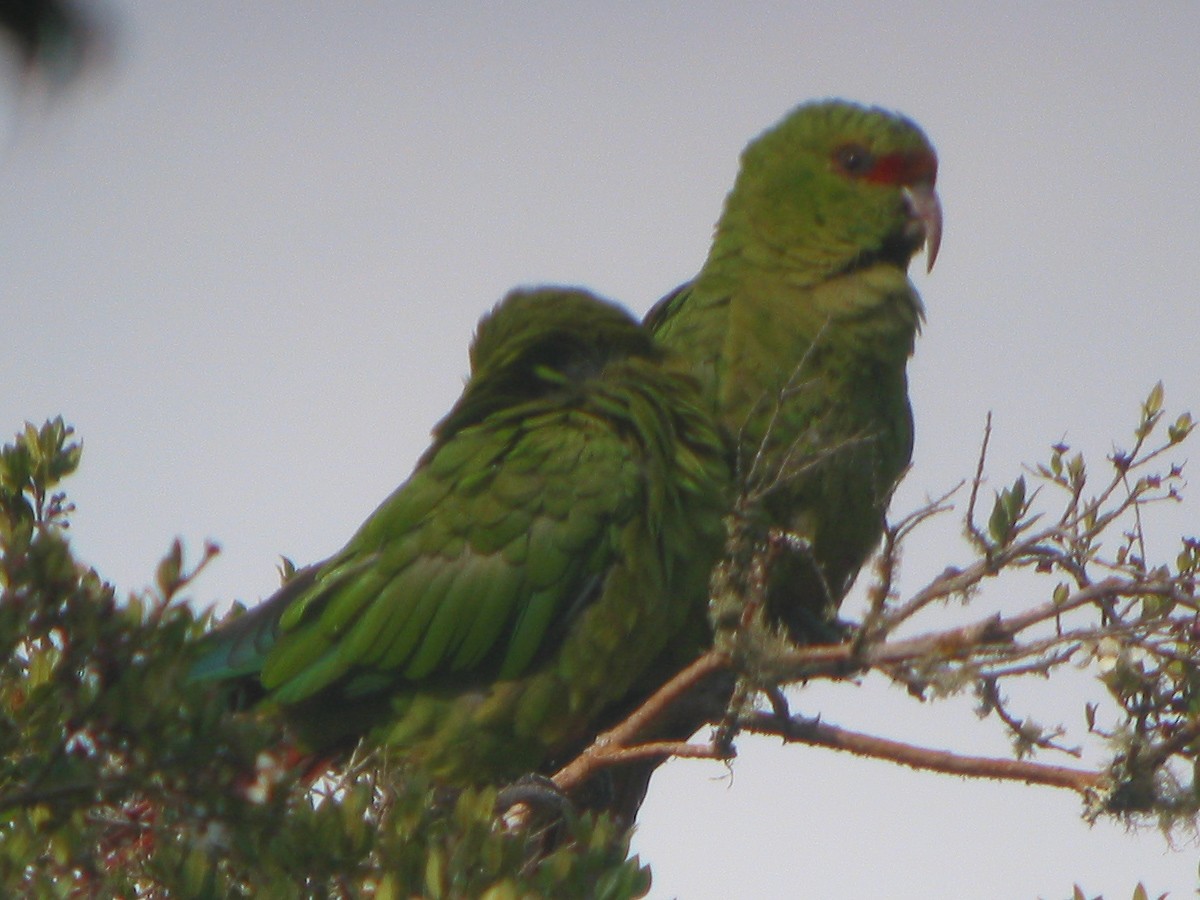 Slender-billed Parakeet - ML650070090