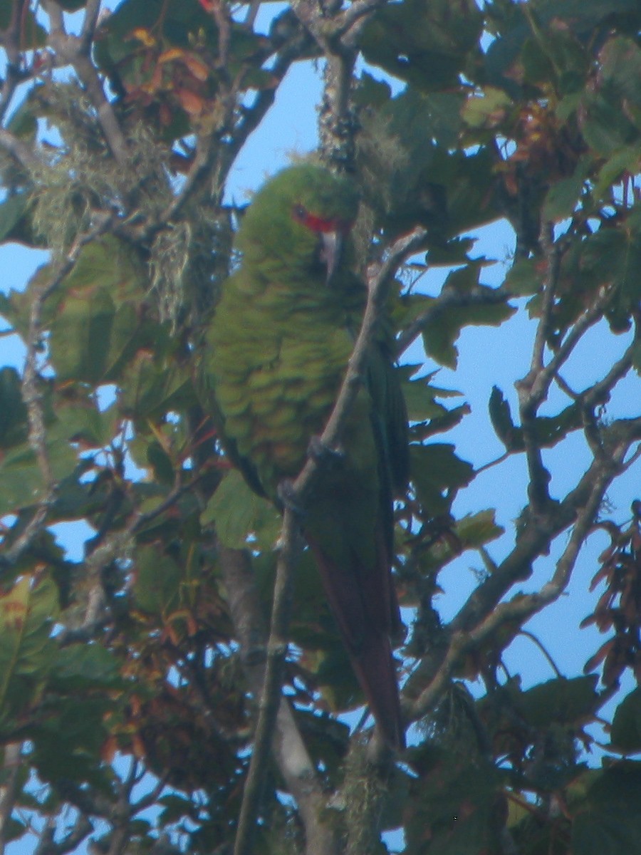 Slender-billed Parakeet - ML650070094