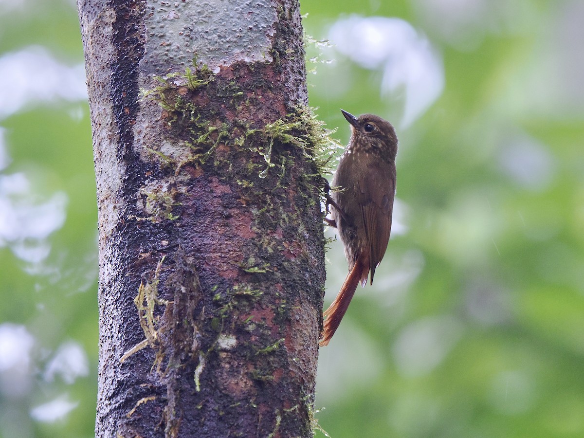Wedge-billed Woodcreeper (pectoralis Group) - ML650070141