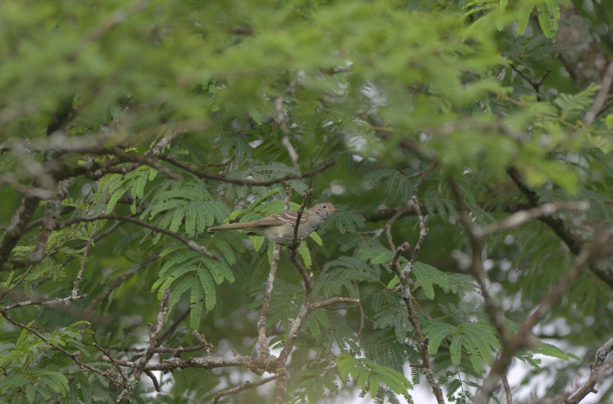Small-billed Elaenia - ML650070162
