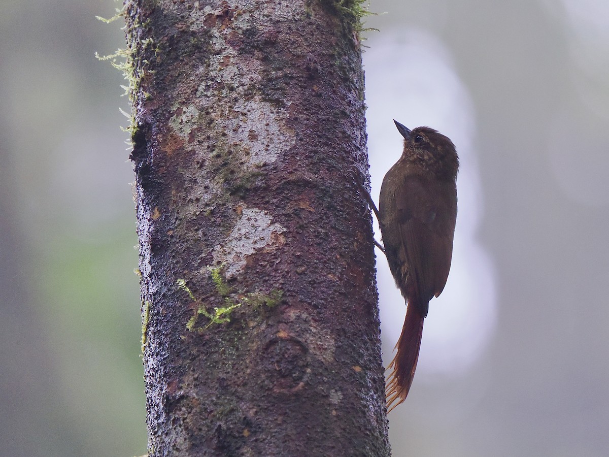 Wedge-billed Woodcreeper (pectoralis Group) - ML650070267