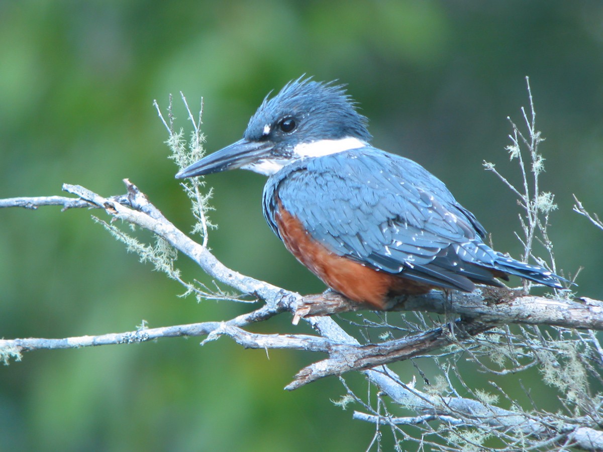 Ringed Kingfisher - ML650070330