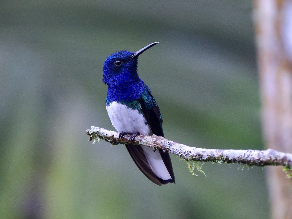 White-necked Jacobin - ML650070488