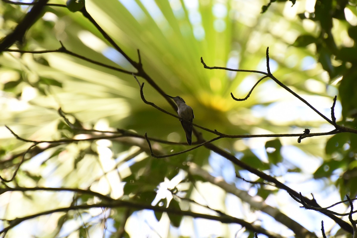 Wedge-tailed Sabrewing (Wedge-tailed) - ML650070503