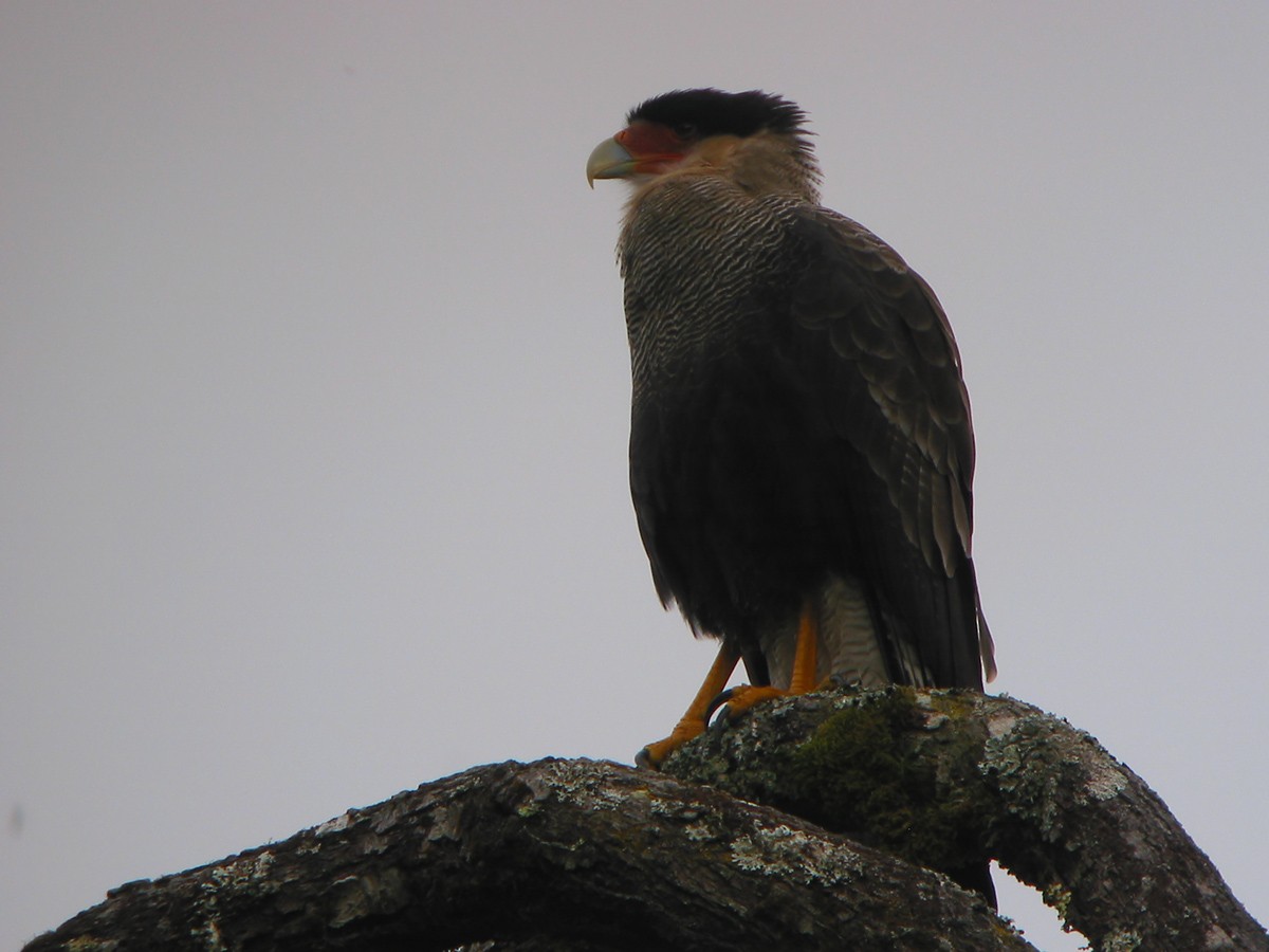 Crested Caracara (Southern) - ML650070572