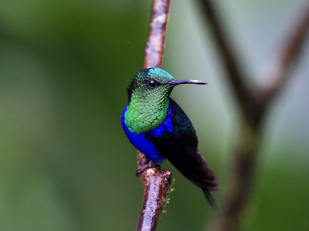 Crowned Woodnymph (Green-crowned) - ML650070699