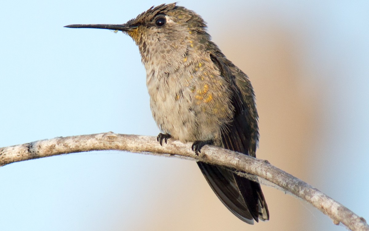 Colibrí de Anna - ML65007071