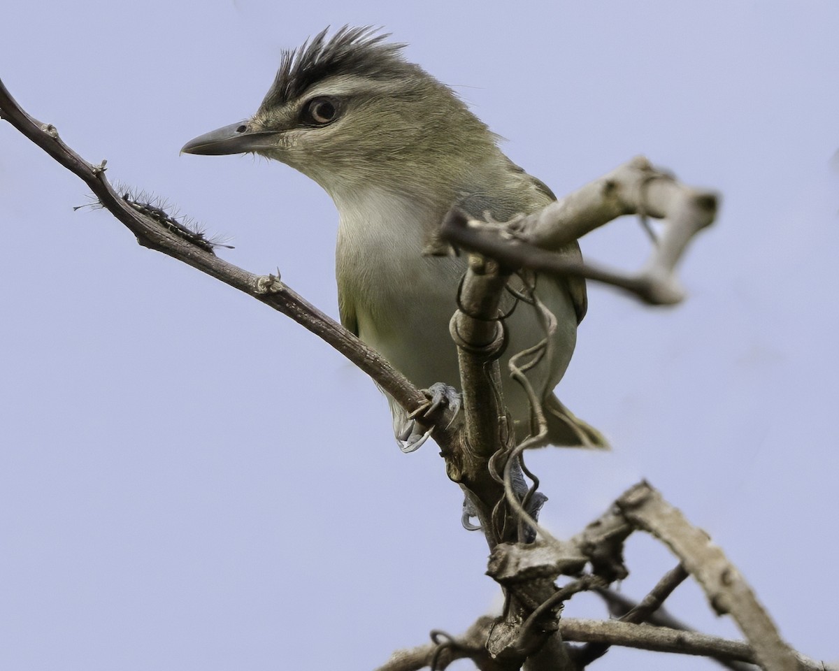 Red-eyed Vireo - ML650070800