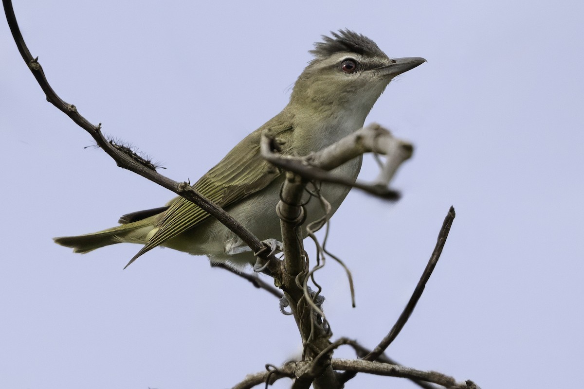 Red-eyed Vireo - ML650070801