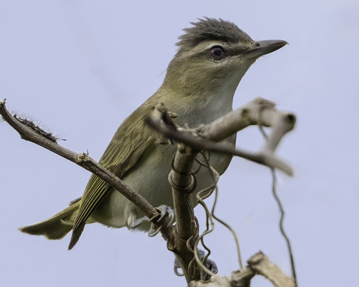 Red-eyed Vireo - ML650070803