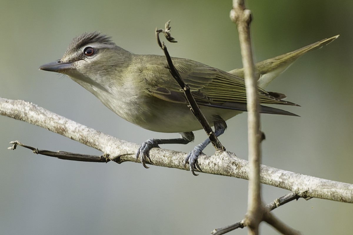 Red-eyed Vireo - ML650070804