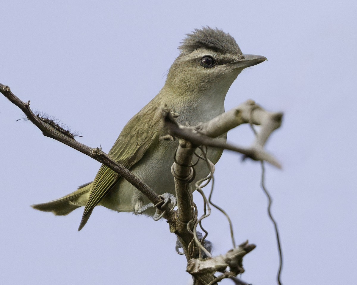 Red-eyed Vireo - ML650070806