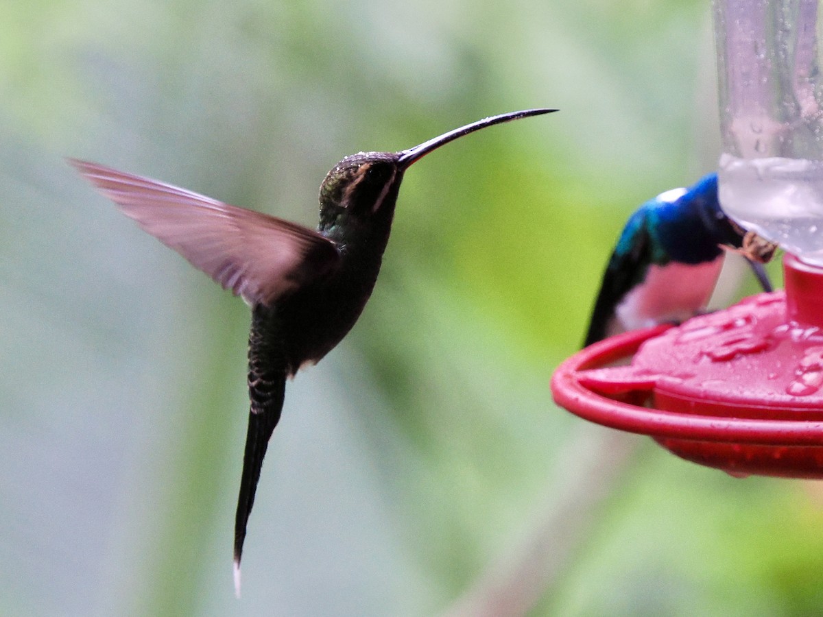 White-whiskered Hermit - ML650070855