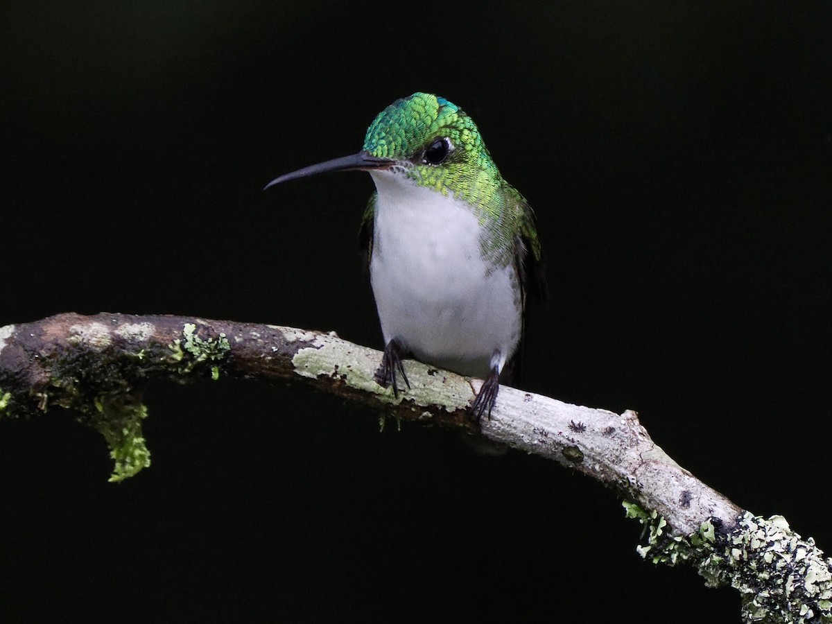 Andean Emerald - ML650070913