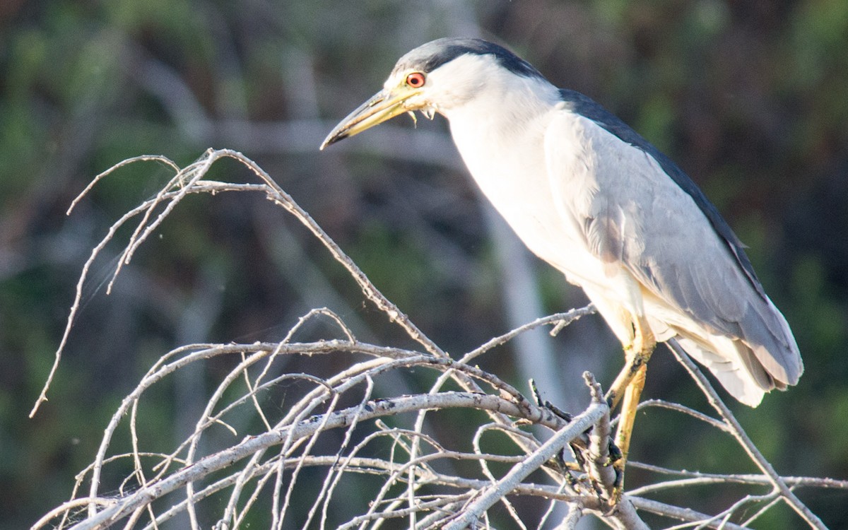 Black-crowned Night Heron - ML65007101