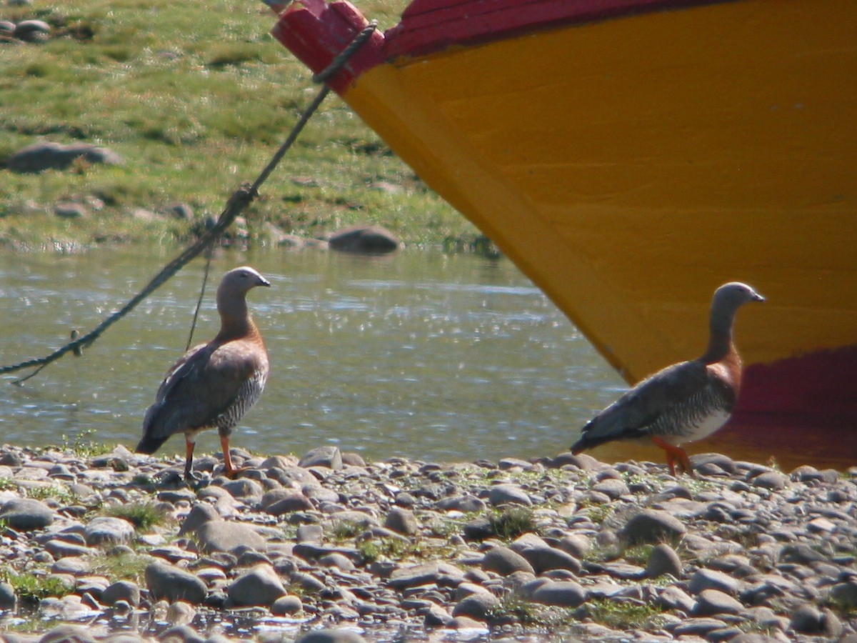 Ashy-headed Goose - ML650071070