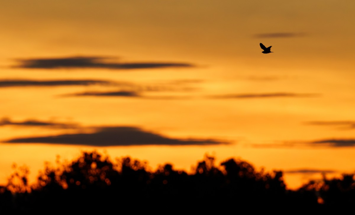 Least Nighthawk - ML650071193