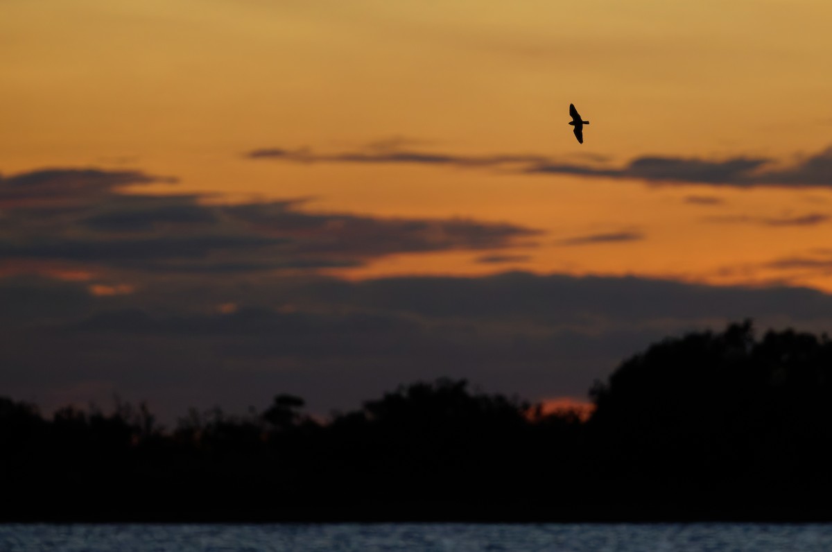 Least Nighthawk - ML650071208