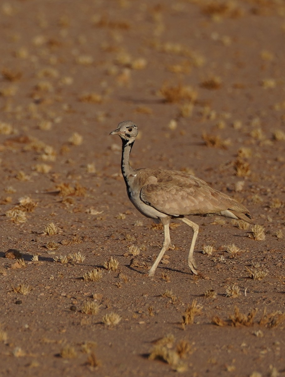 Rüppell's Bustard - ML650071443