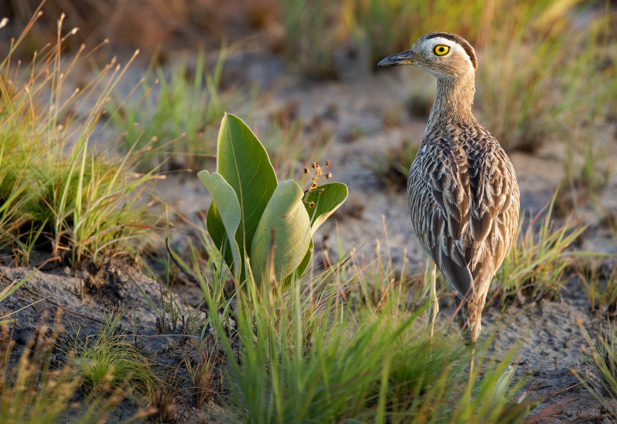 Double-striped Thick-knee - ML650071678